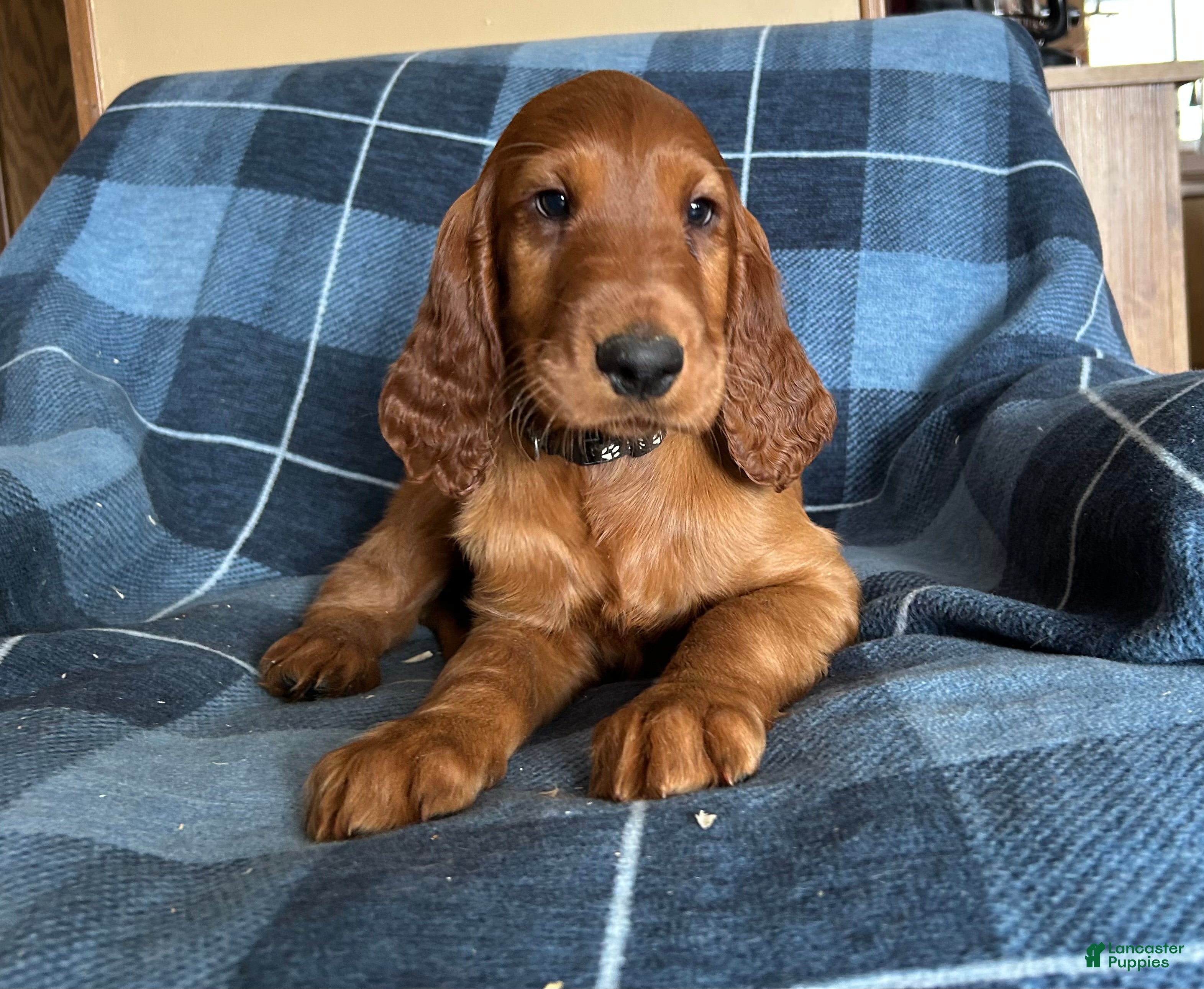 Irish Setter dogs Irish Setter male black collar - Ad 21