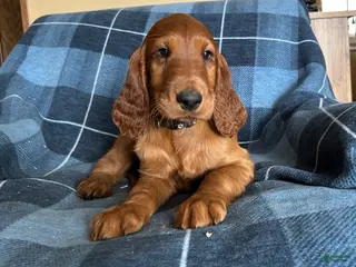 Irish Setter dogs Irish Setter male black collar - Ad 21