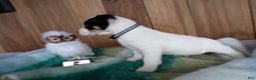 Jack Russell Terrier dogs for sale: Jack Russell Terrier Puppy 5 Score - Ad 2