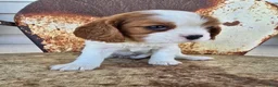 Cavalier King Charles Spaniel dogs for sale: Dolly - Ad 3