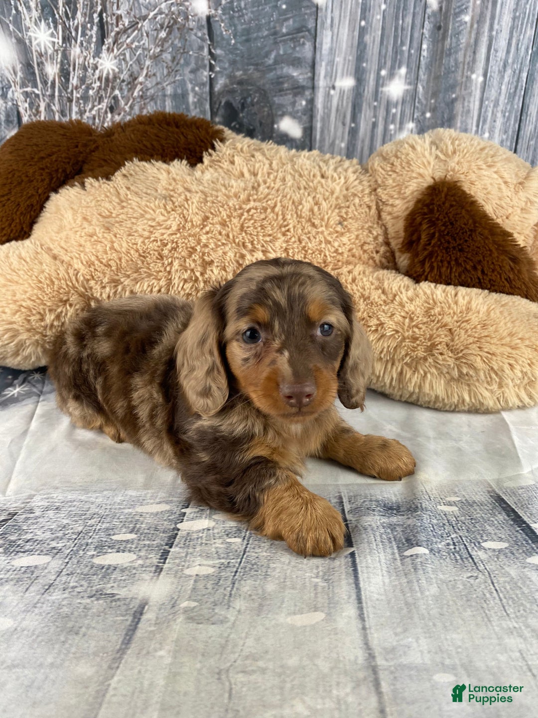 Miniature Dachshund dogs for sale: Skye - Ad 8
