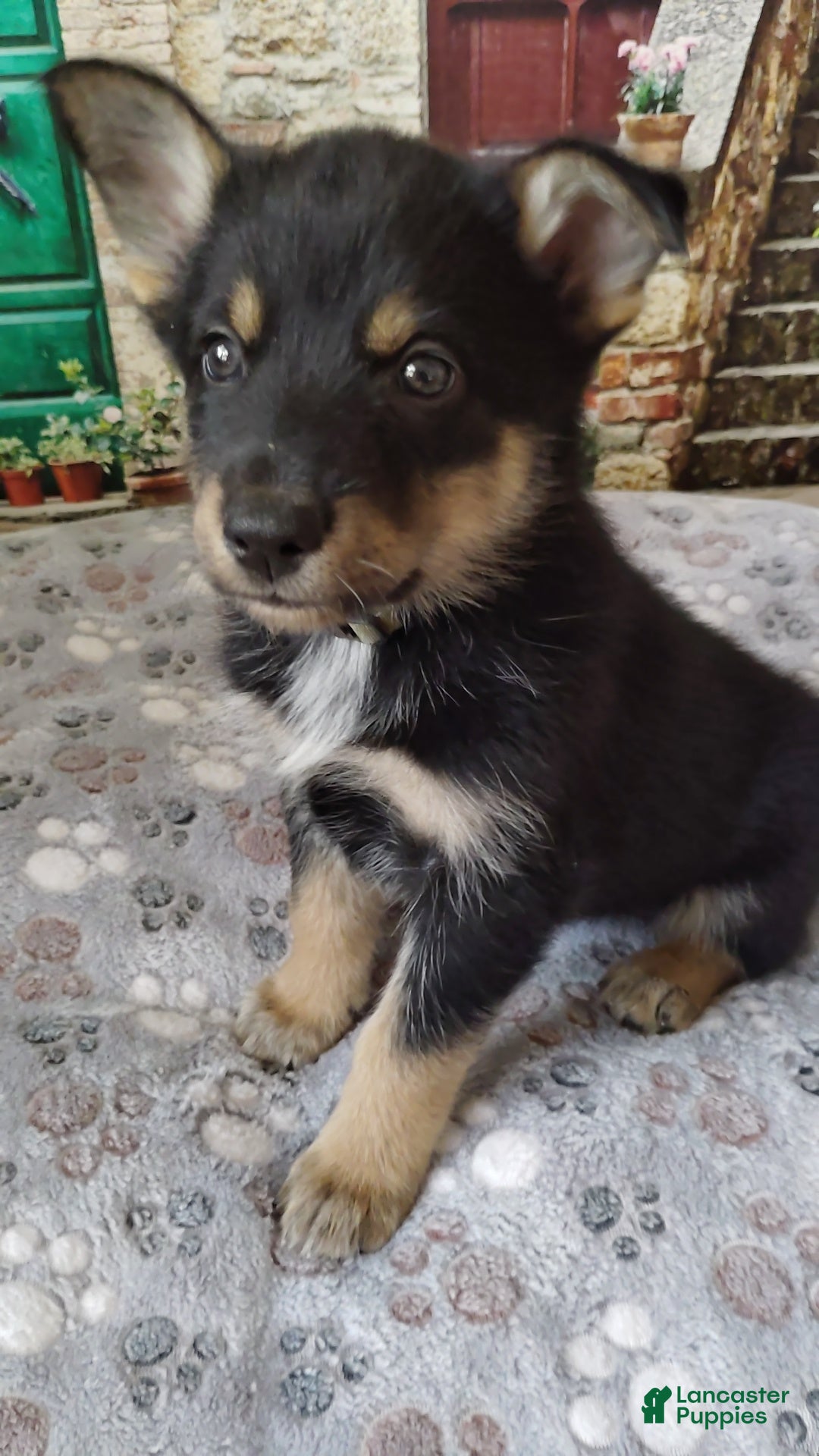 Mixed Breed dogs Mixed Breed 6 - Ad 1