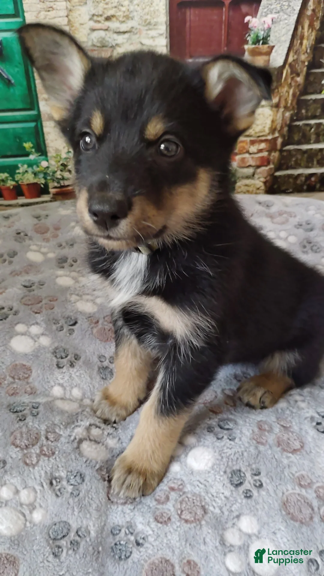 Mixed Breed dogs for sale: Mixed Breed 6 - Ad 1