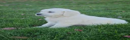 Golden Retriever dogs for sale: Gracie - Ad 3