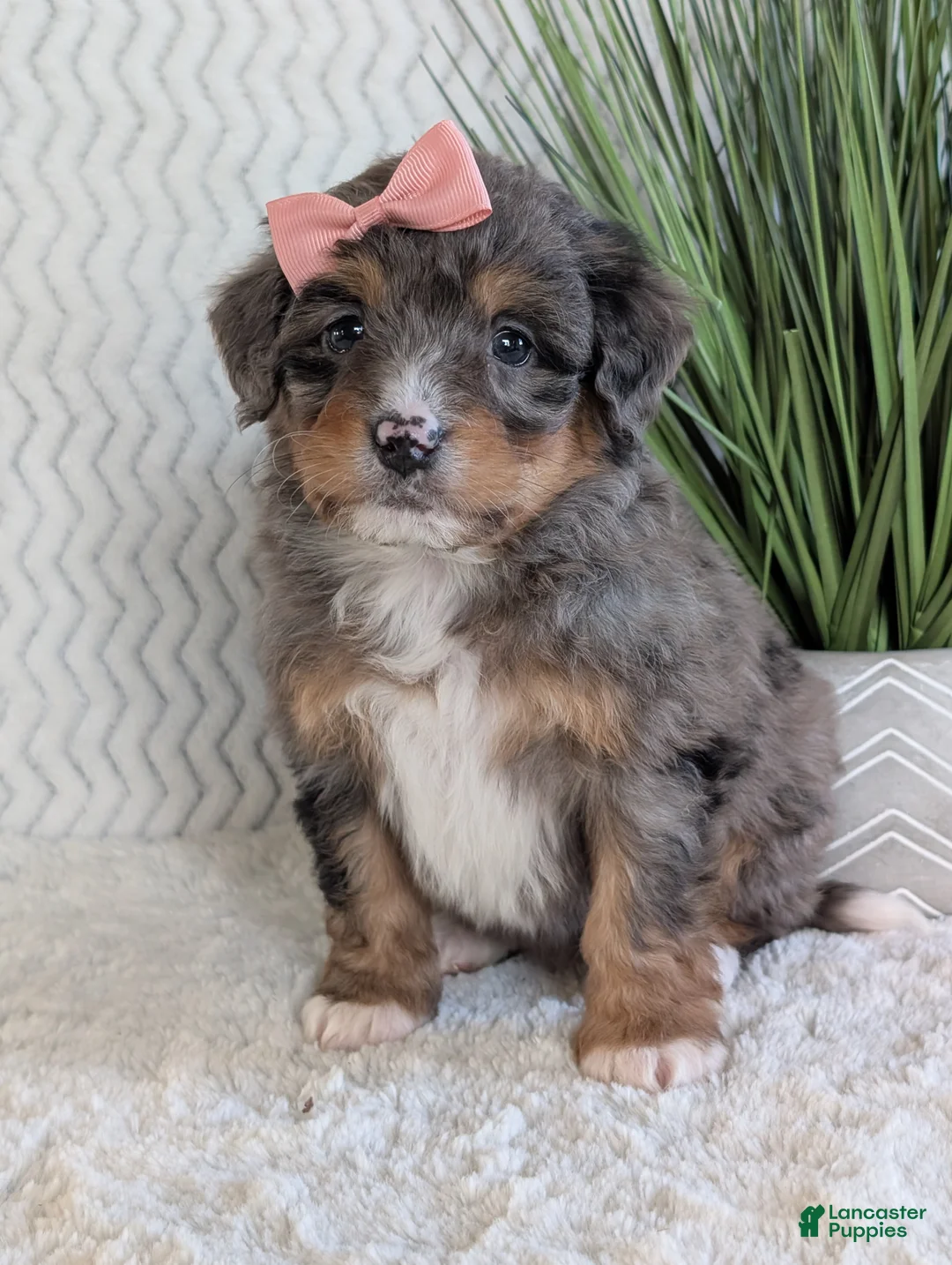 Mini Bernedoodle dogs for sale: Mini Skye  - Ad 13