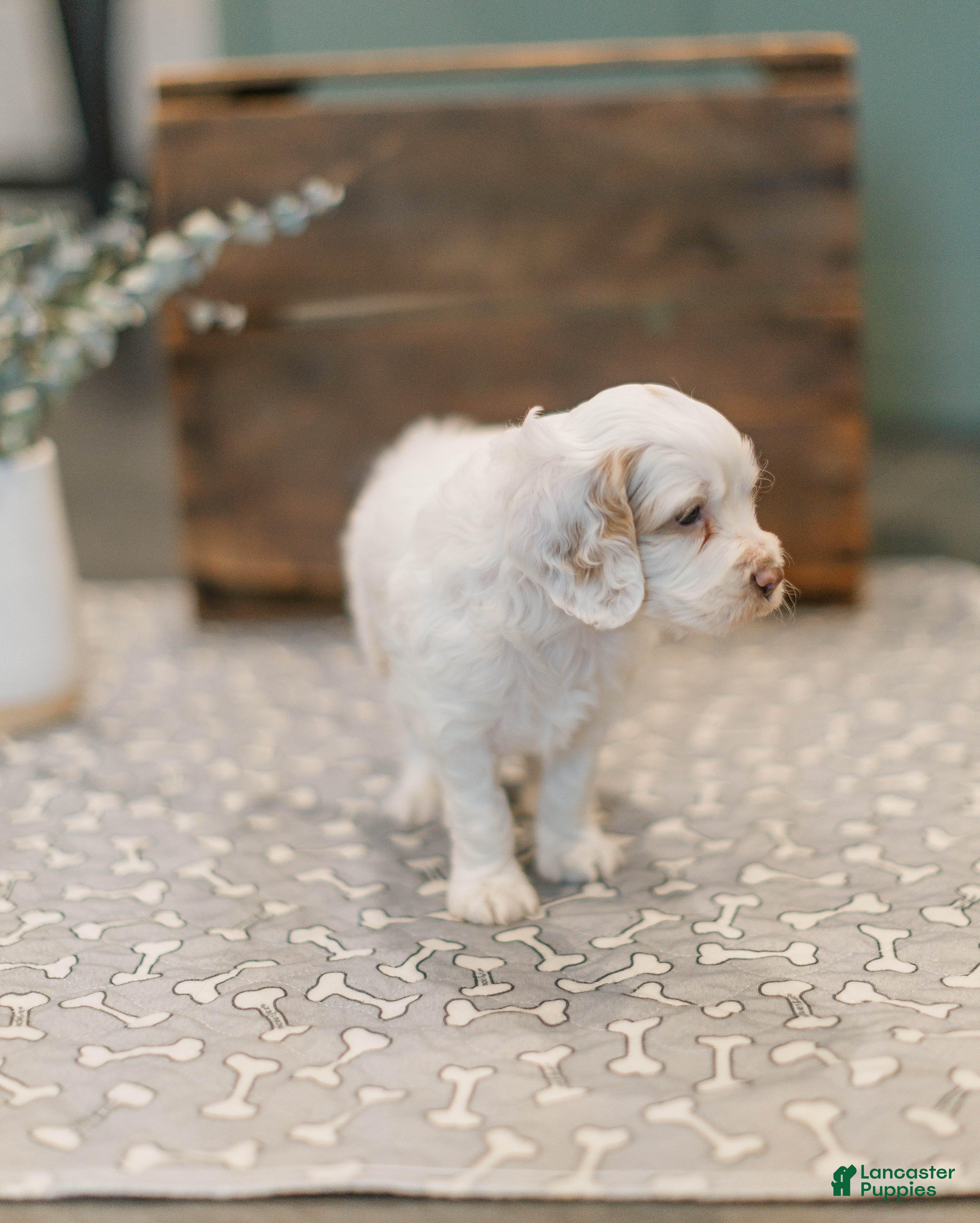 Cockapoo dogs Goliath  - Ad 2