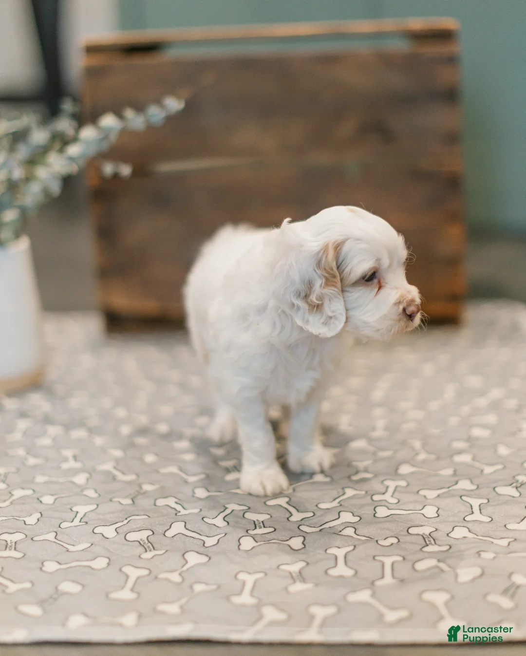 Cockapoo dogs for sale: Goliath  - Ad 2