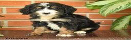 Bernedoodle dogs for sale: Little Joney - Ad 4