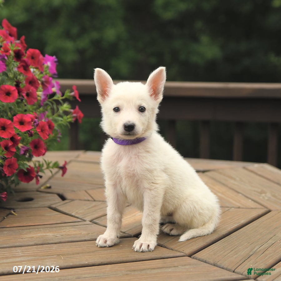 German Shepherd dogs Muffin - Ad 2