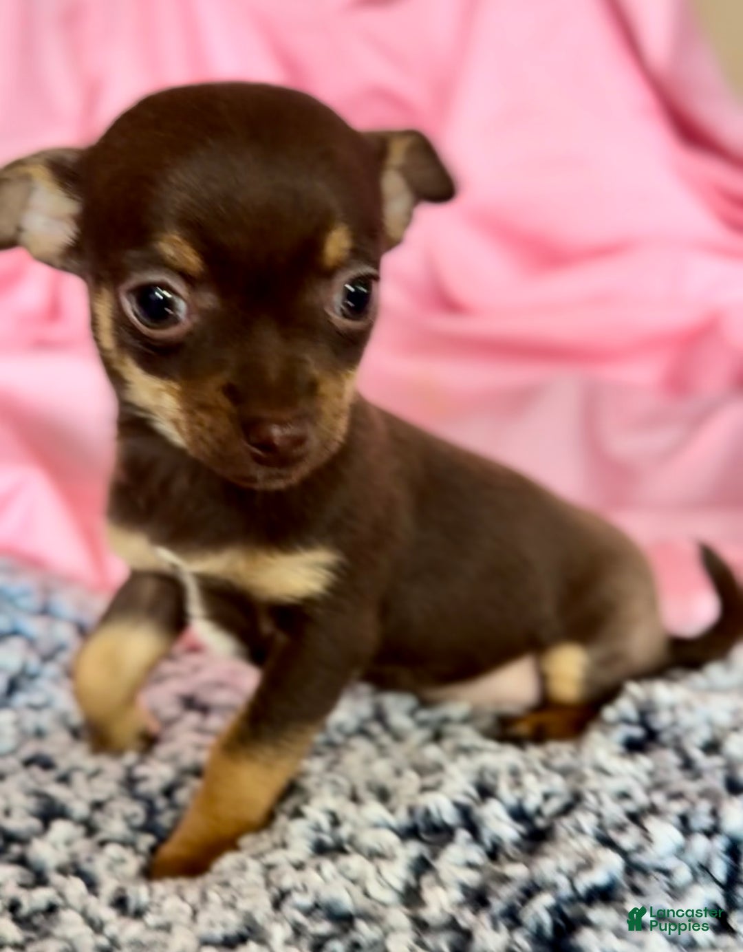Chihuahua dogs for sale: Chihuahua Puppy 1 - Ad 1