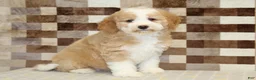 Mini Bernedoodle dogs for sale: Honey - Ad 4