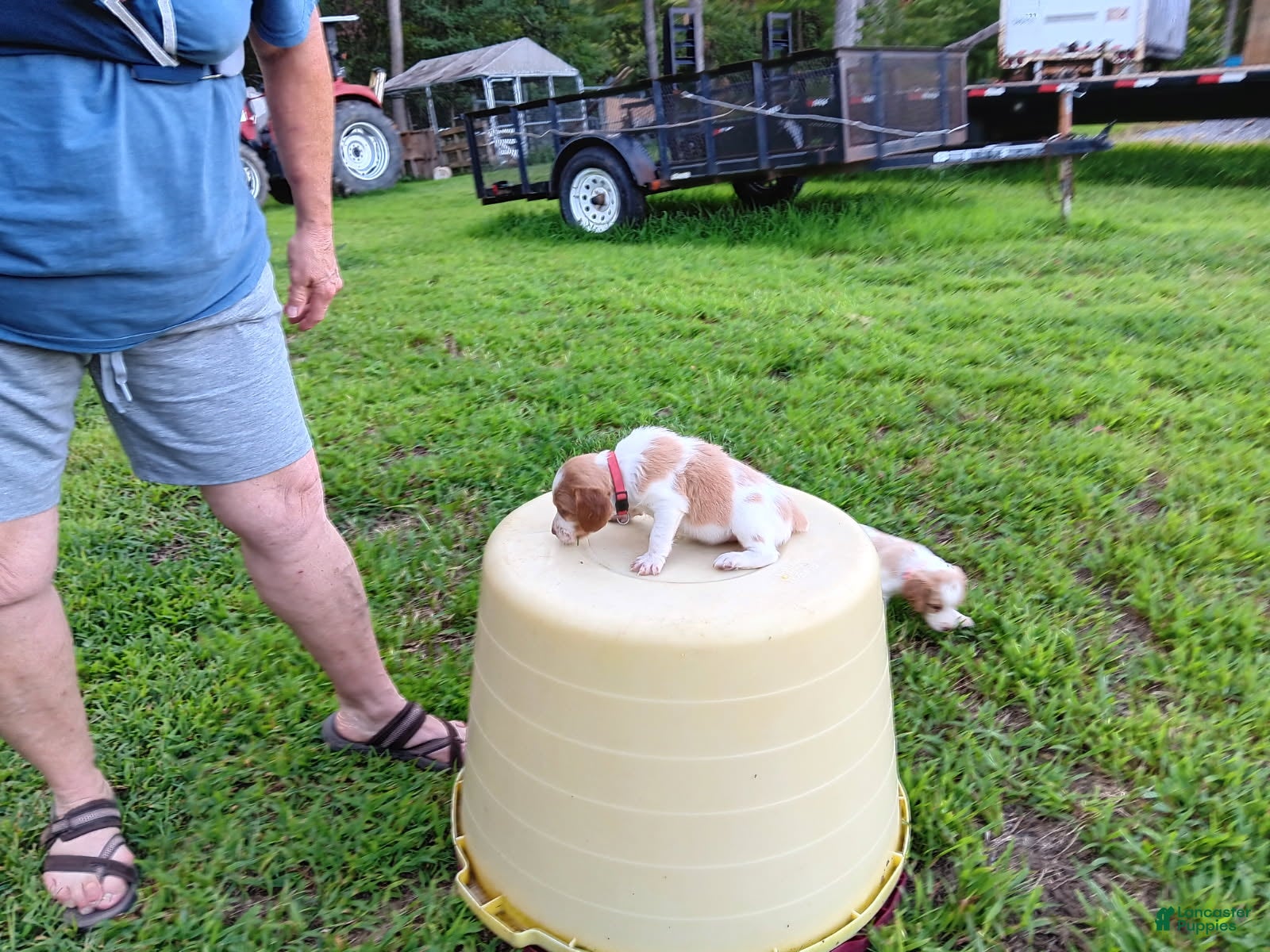 Brittany Spaniel dogs Pink Collar - Ad 35