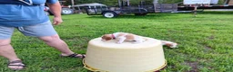 Brittany Spaniel dogs for sale: Pink Collar - Ad 1