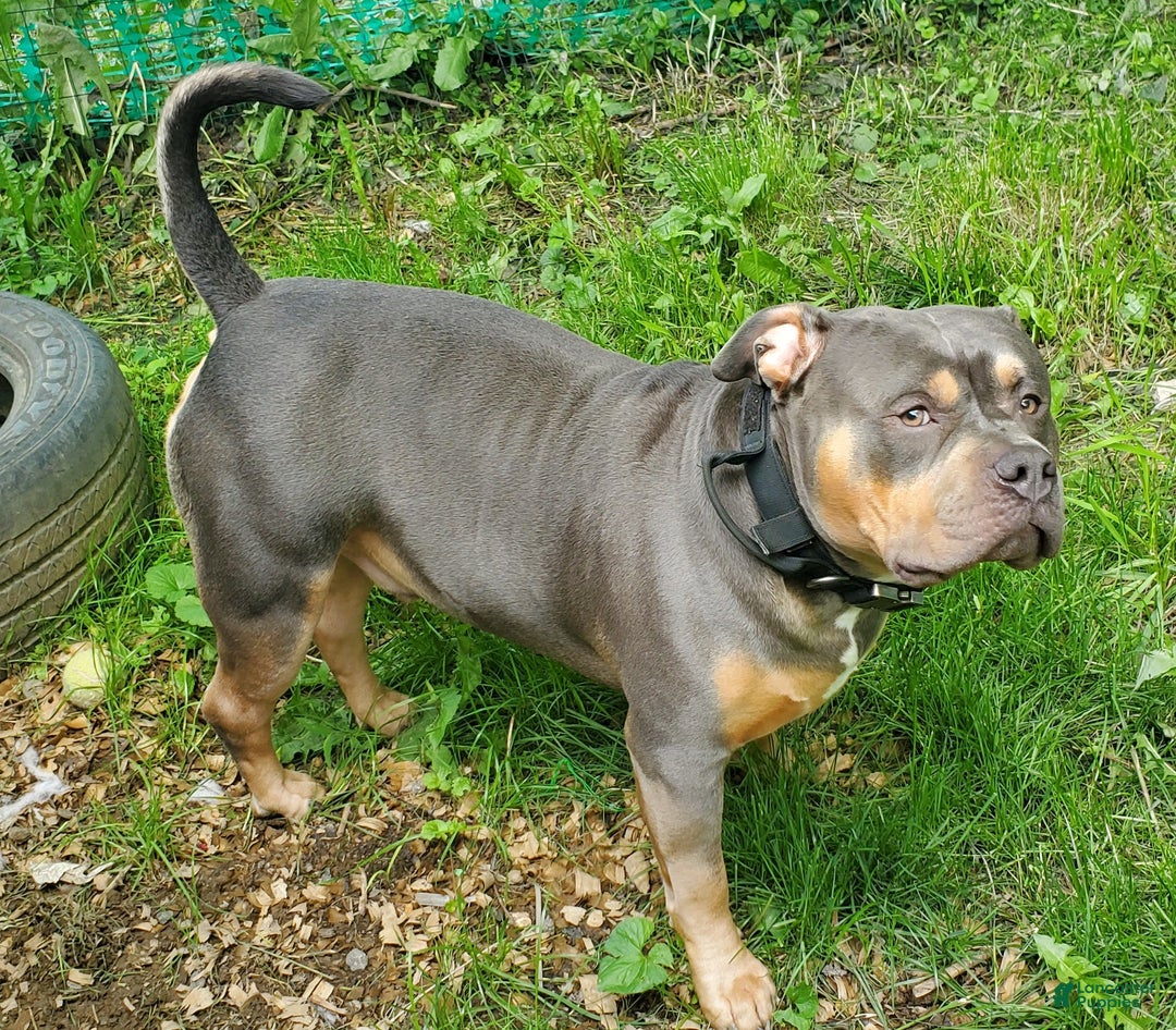 Staffordshire Terrier Tri Color Bully Pitbull Lilac Fawn Tri Color