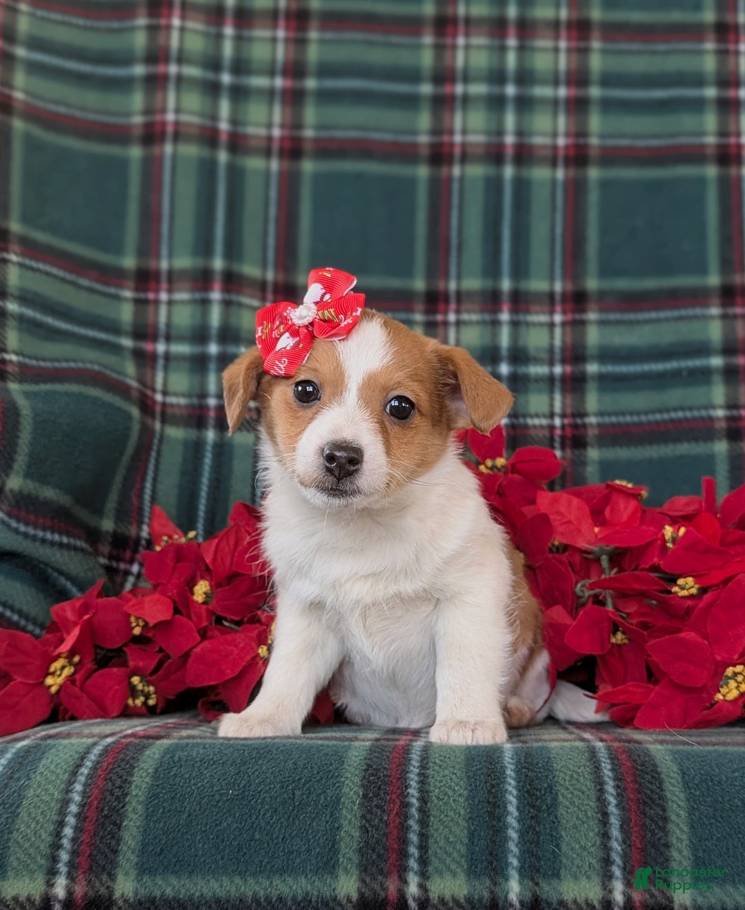 Jackapoo dogs for sale: Brooke - Ad 1