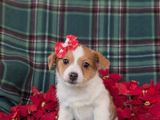 Jackapoo dogs for sale: Brooke - Ad 3