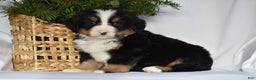 Bernese Mountain Dog dogs for sale: Ryder - Ad 1
