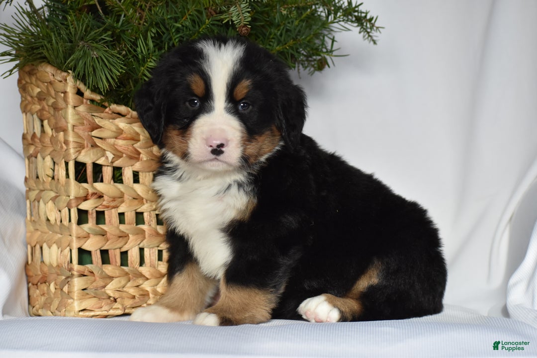 Bernese Mountain Dog dogs for sale: Ryder - Ad 1