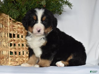 Bernese Mountain Dog dogs Ryder - Ad 38