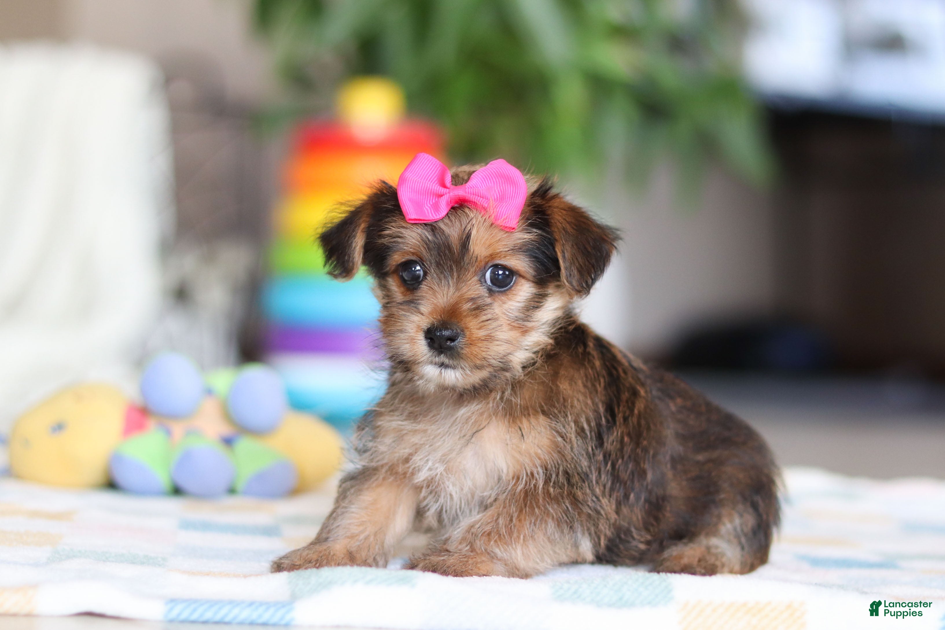 Morkie dogs Binette - Ad 2