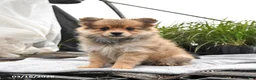 Pomeranian dogs for sale: Dahlia - Ad 1