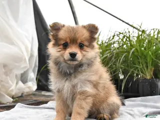 Pomeranian dogs for sale: Dahlia - Ad 3