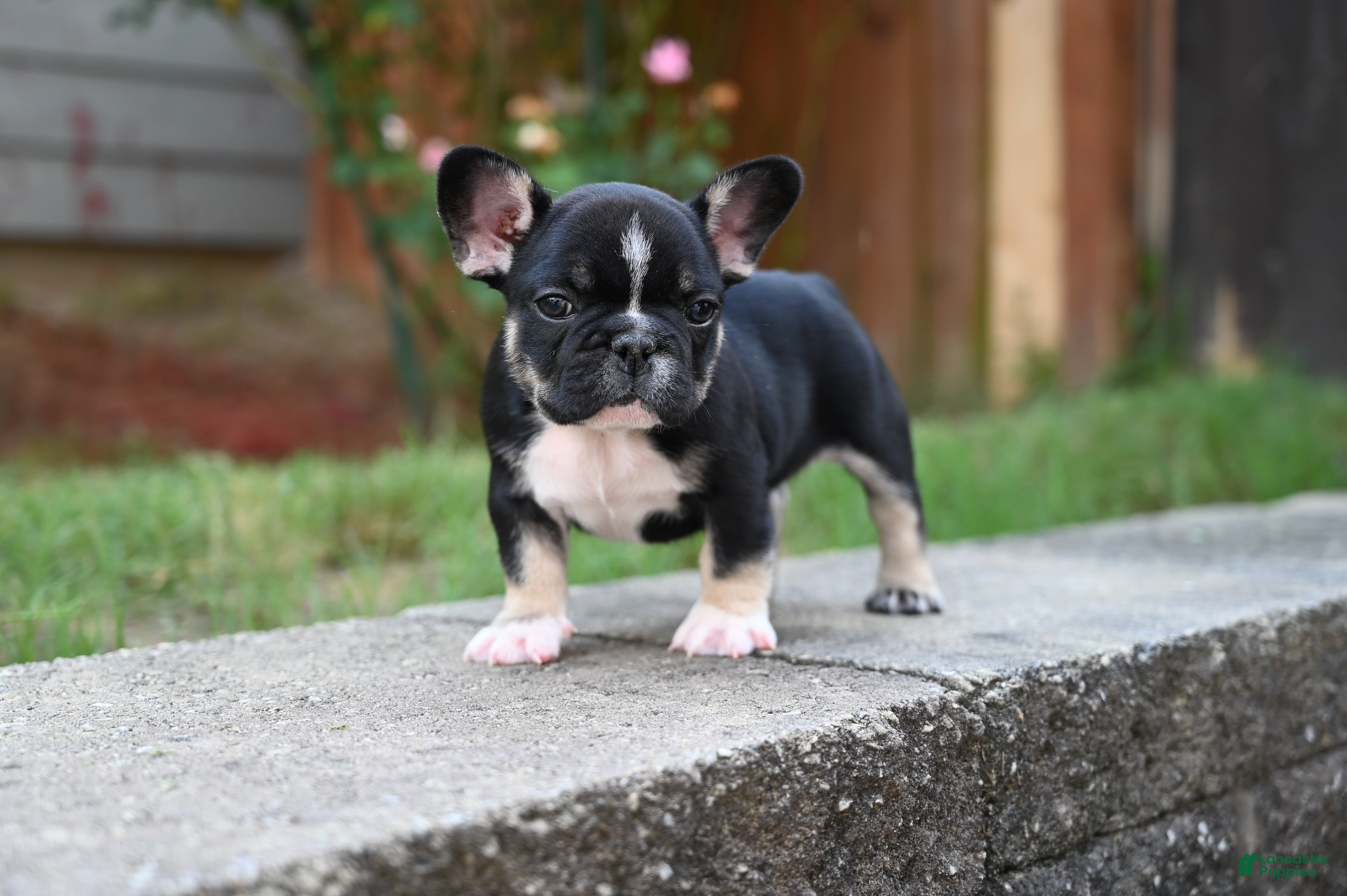 French Bulldog dogs Poppy - Ad 2
