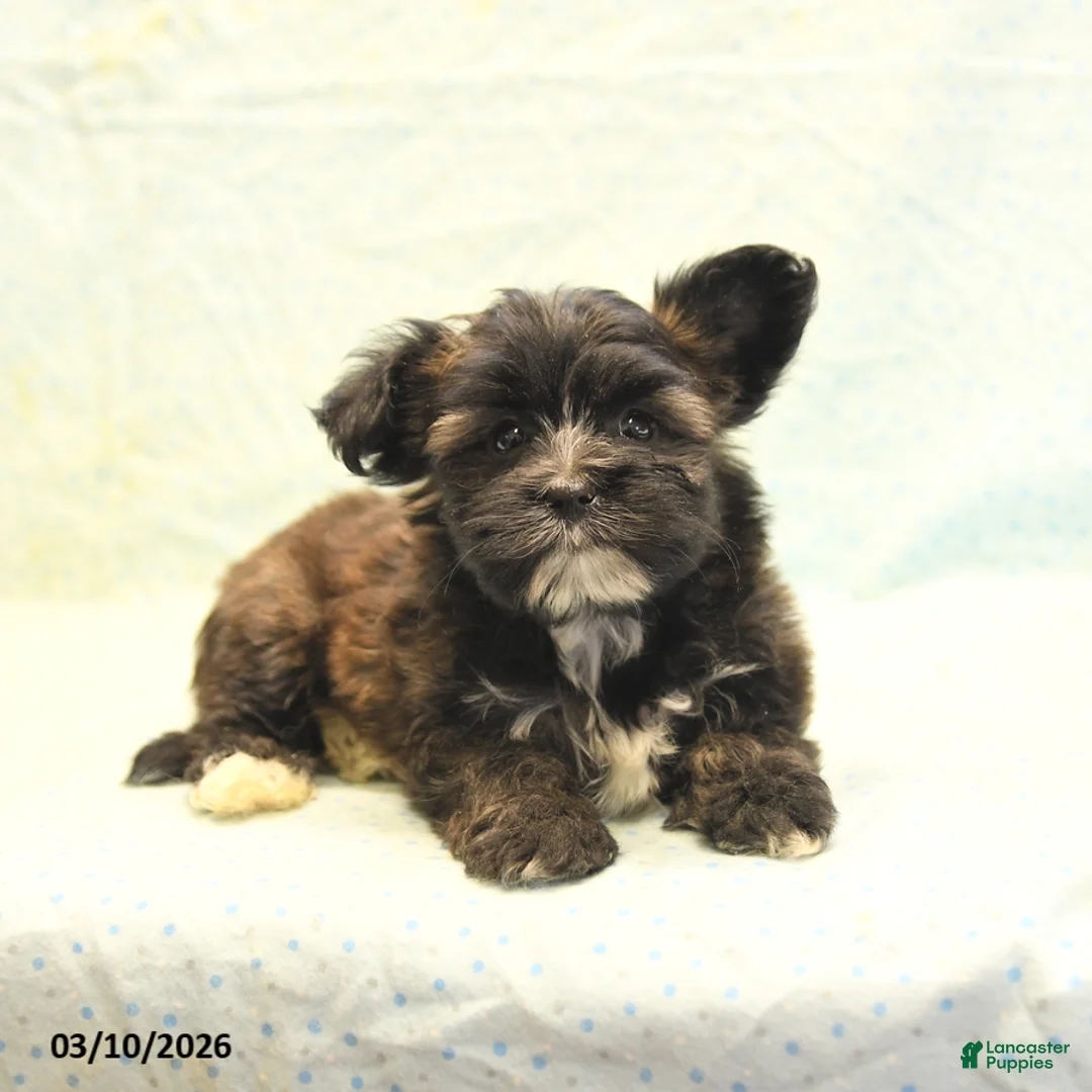 Morkie dogs for sale: Tyson - Ad 2