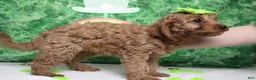 Cavapoo dogs for sale: Cherry - Ad 9
