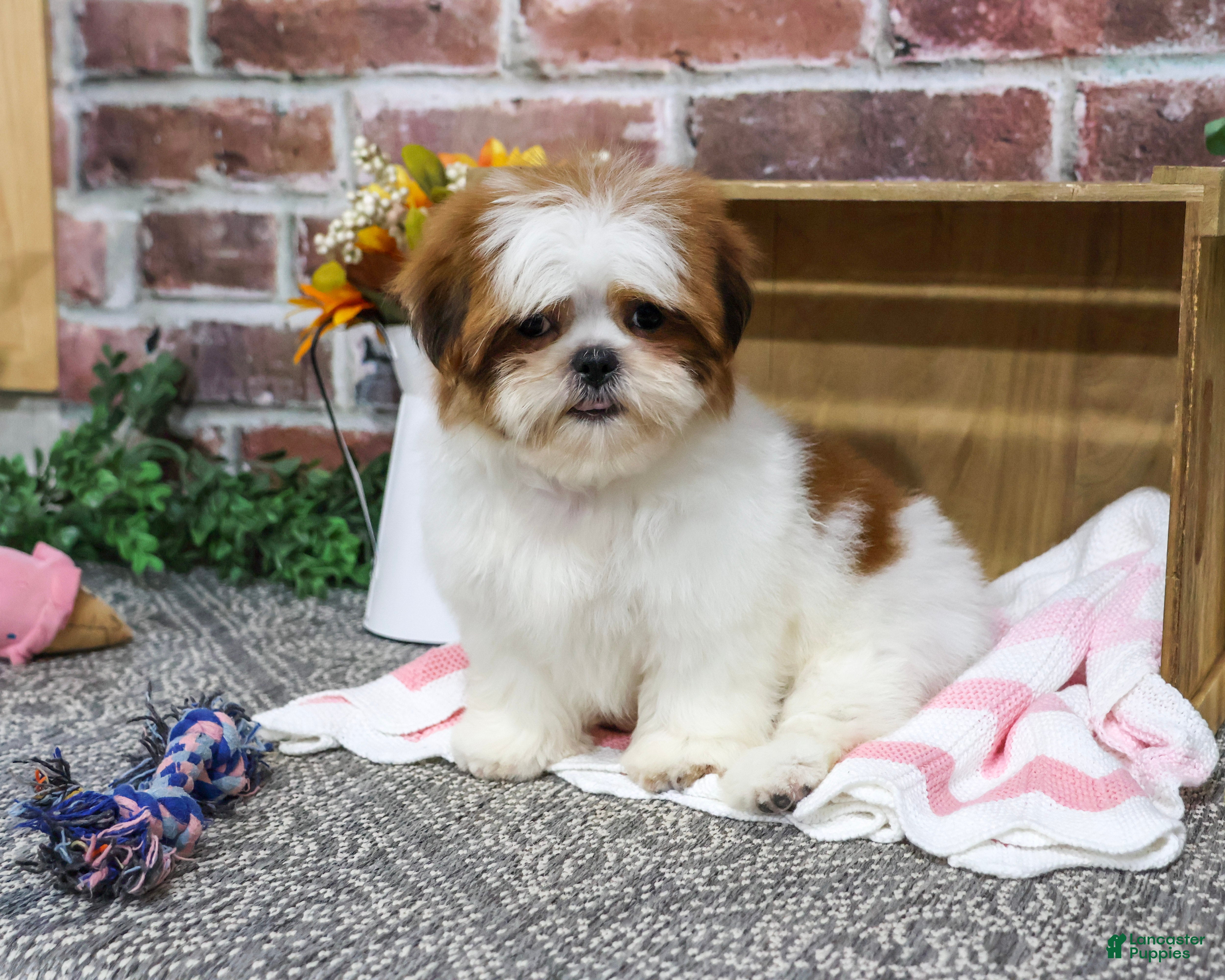 Shih Tzu dogs for sale: Dahlia - Ad 2