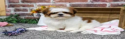 Shih Tzu dogs for sale: Dahlia - Ad 5