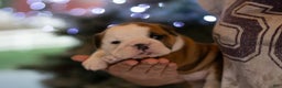 English Bulldog dogs for sale: Holly - Ad 4