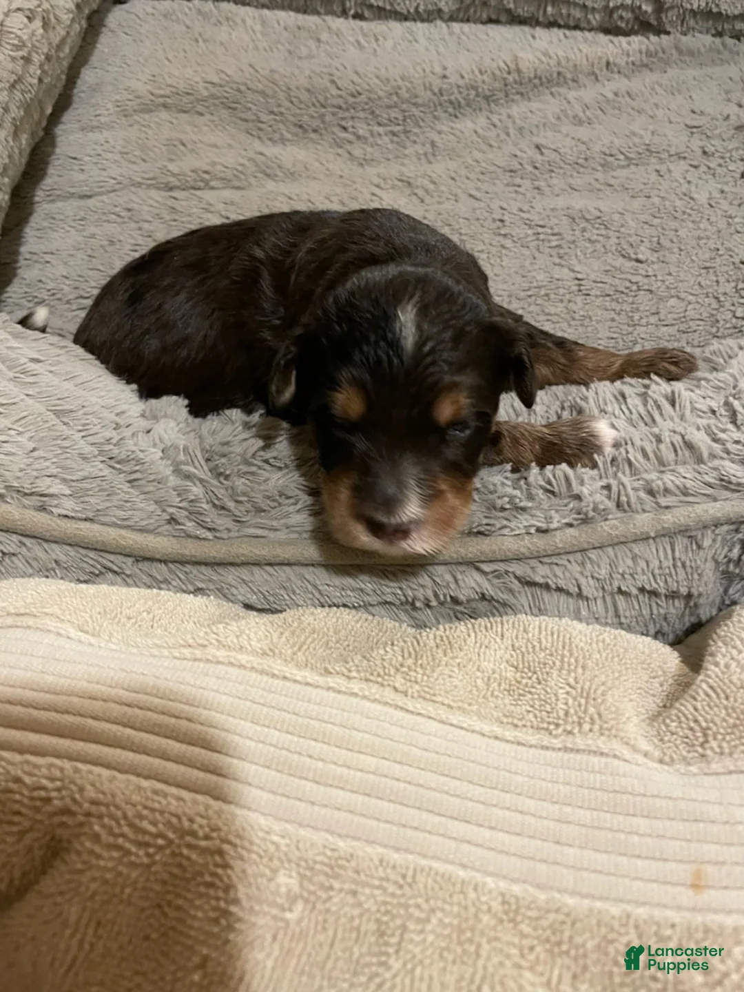 Mini Goldendoodle dogs for sale: Boy 4 - Ad 2