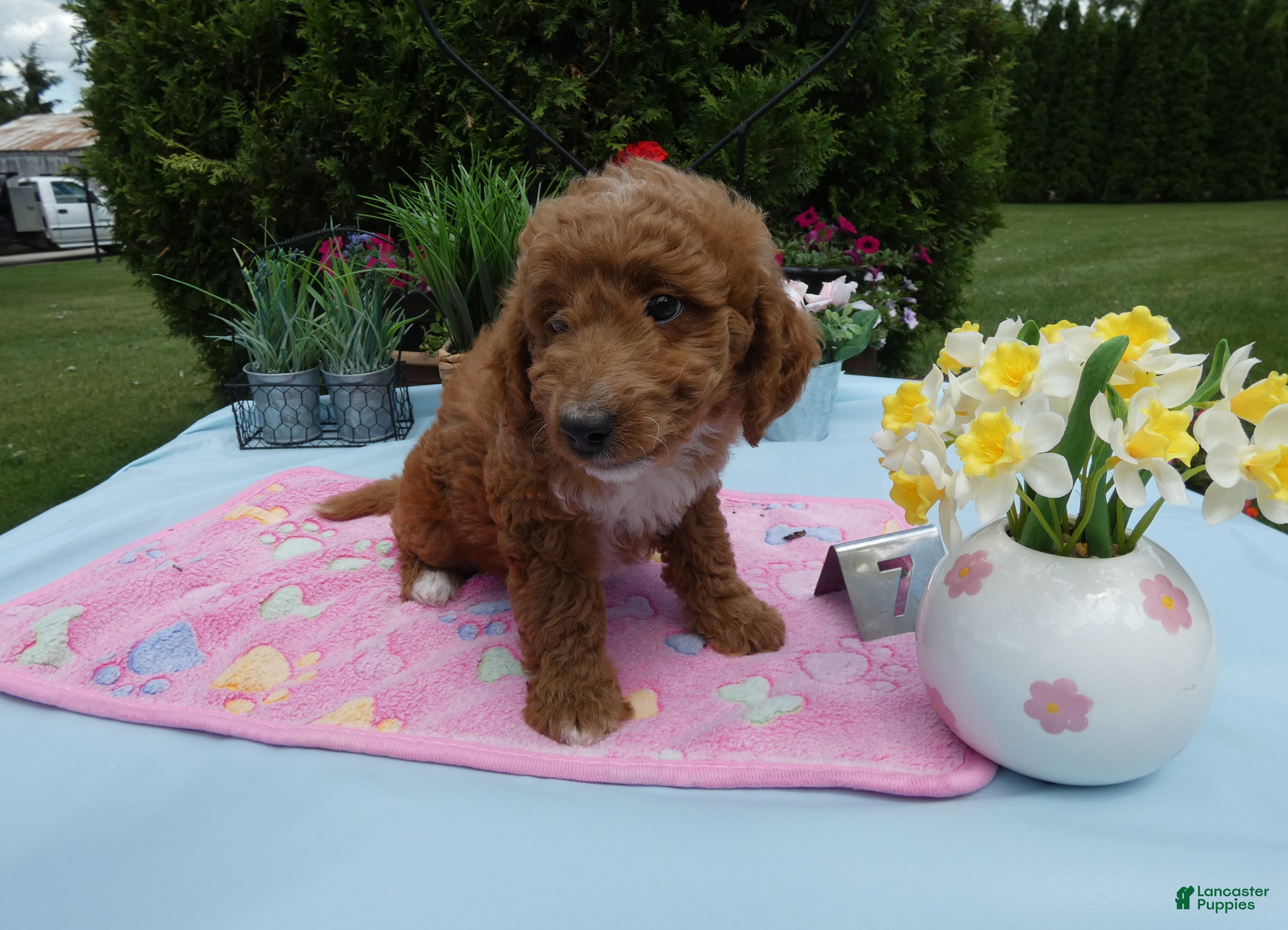Mini Goldendoodle dogs Mini Goldendoodle 7 Sparkle - Ad 7
