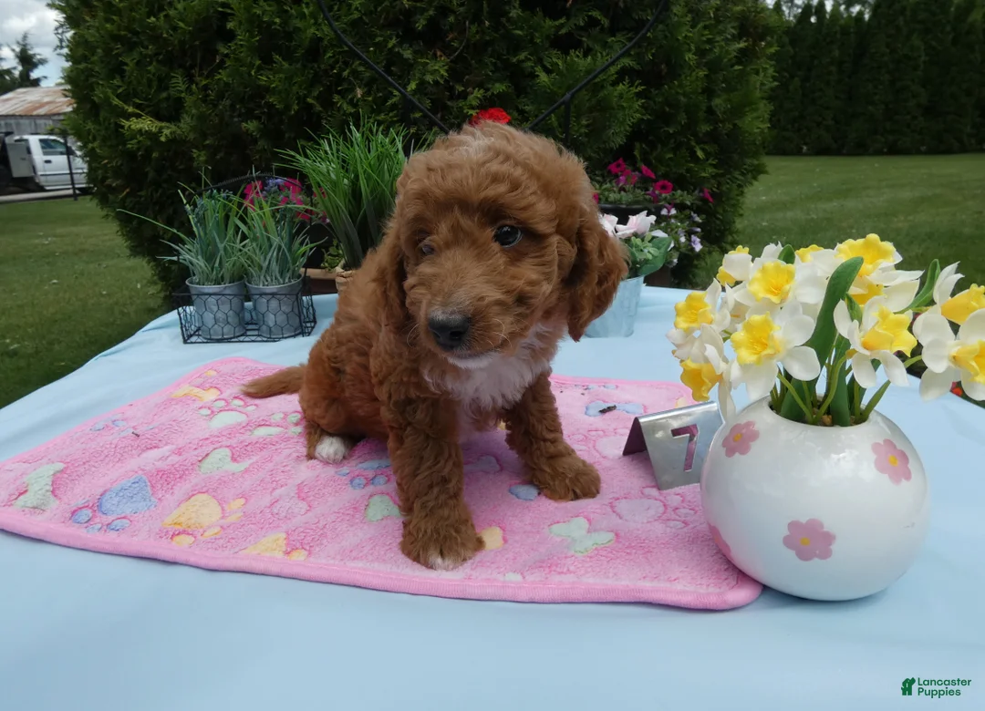 Mini Goldendoodle dogs for sale: Mini Goldendoodle 7 Sparkle - Ad 1