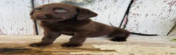 Labrador Retriever dogs for sale: Sadie - Ad 4