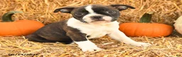 Boston Terrier dogs for sale: Ralph - Ad 3