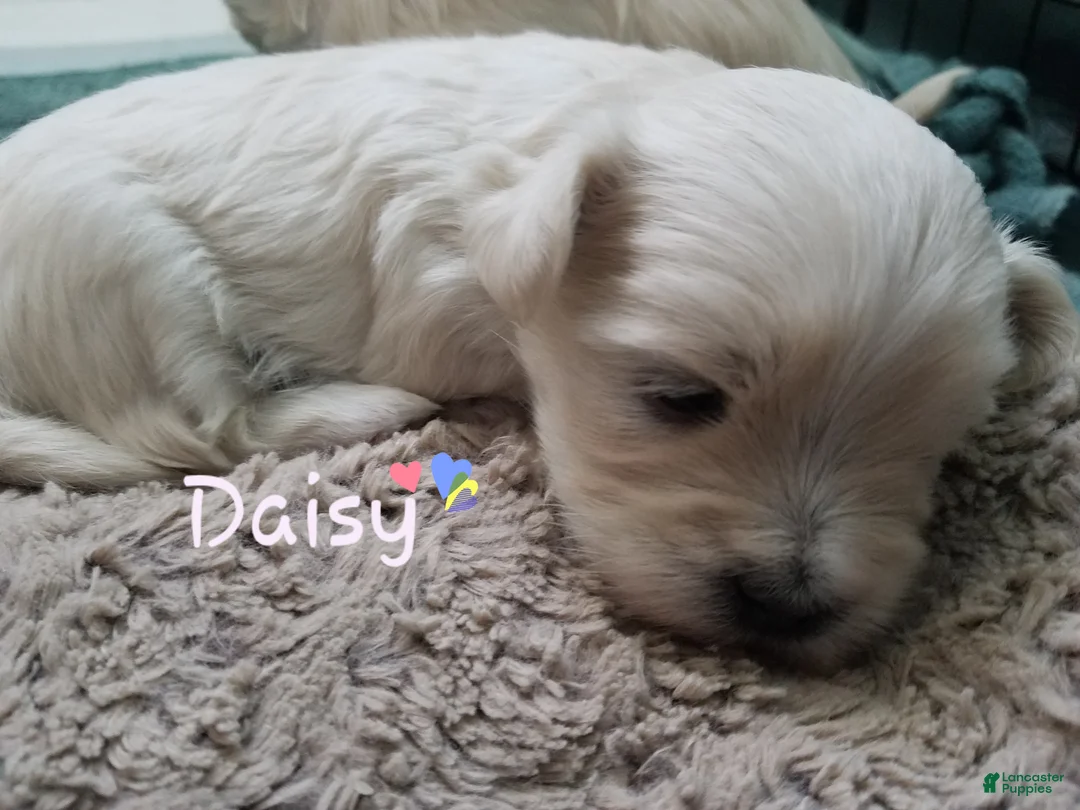Maltipoo dogs for sale: Daisy - Ad 20