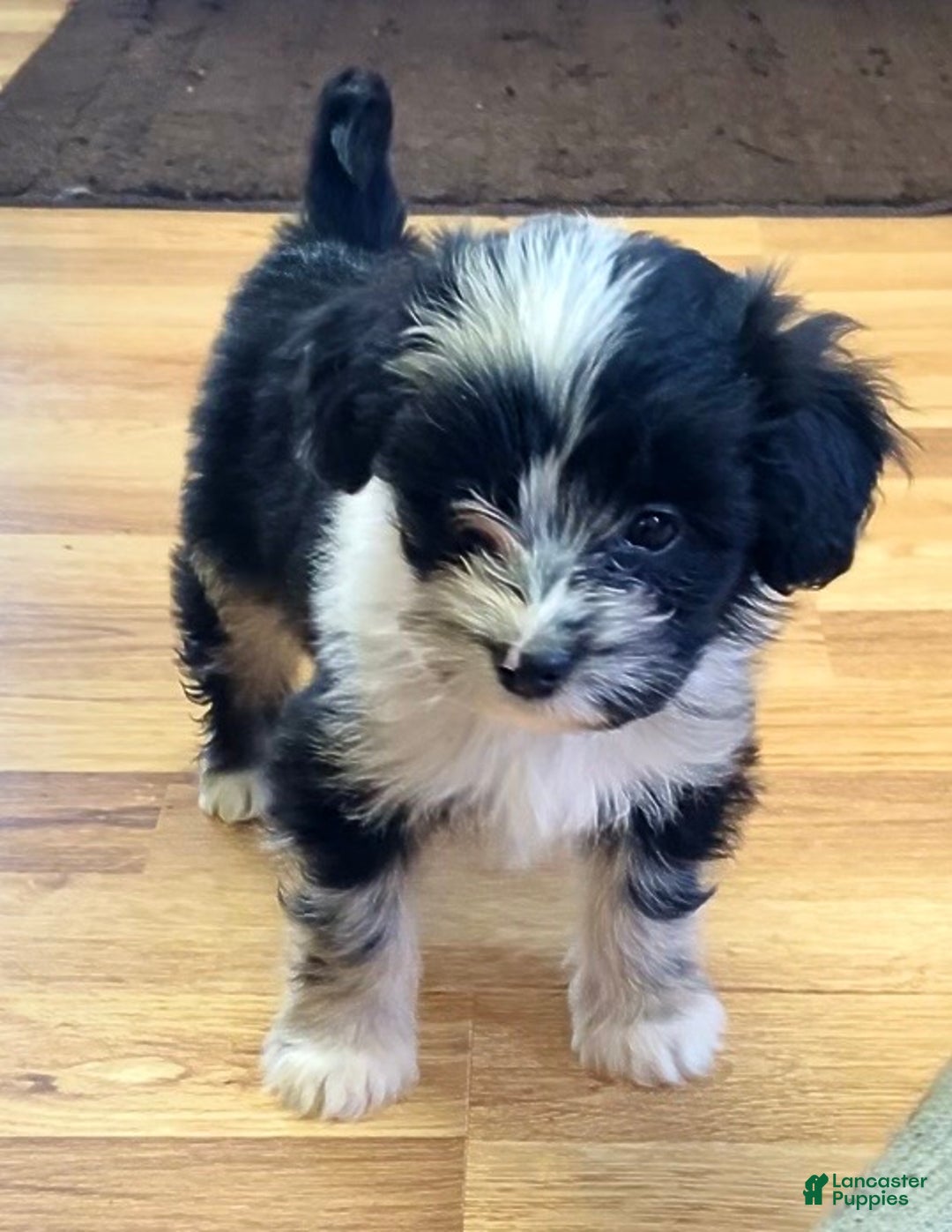 Mini Aussiedoodle dogs for sale: Jude - Ad 2
