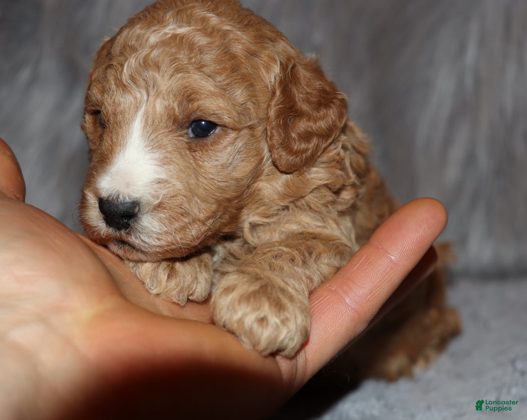 Mini Goldendoodle dogs for sale: Wendy 🌷👨‍👨‍👧‍👦💞🐕 - Ad 16