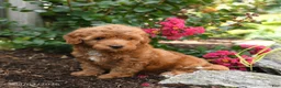Shihpoo dogs for sale: Duke - Ad 2