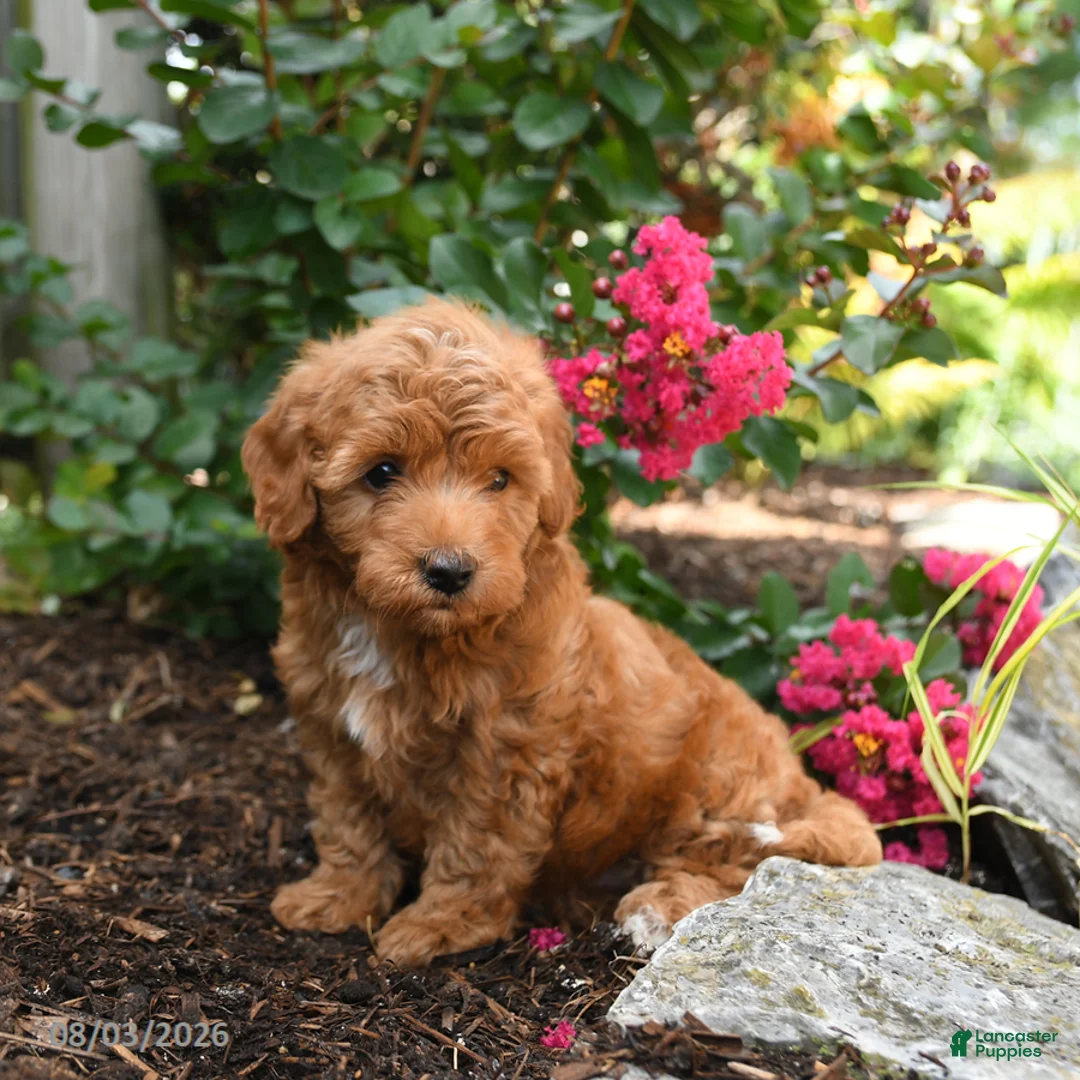 Shihpoo dogs for sale: Duke - Ad 2