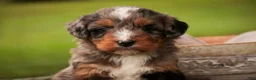 Mini Bernedoodle dogs for sale: Colt F1 Mini Bernedoodle  - Ad 7