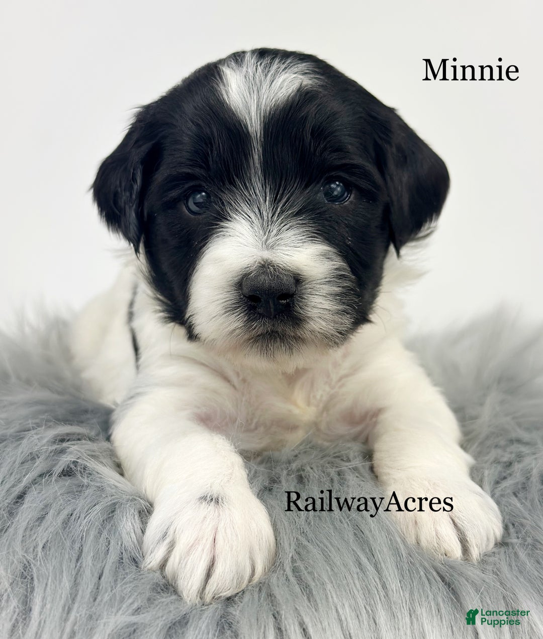 Mixed Breed dogs for sale: Minnie - Ad 3
