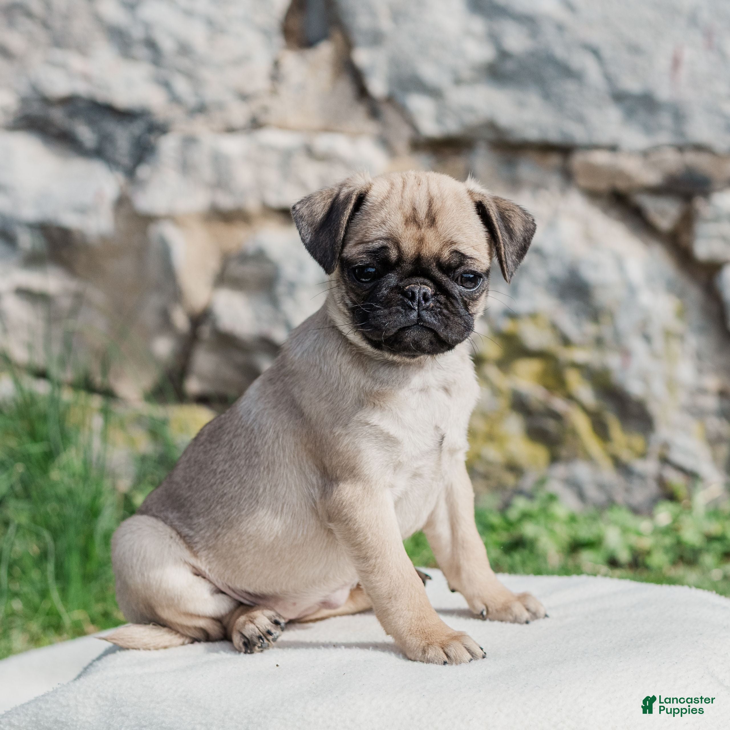 Pug dogs Honey  - Ad 1