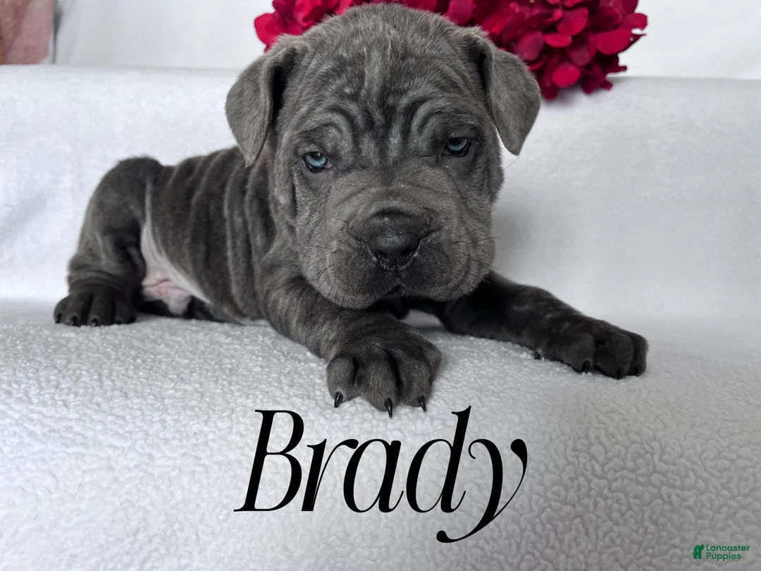 Cane Corso dogs for sale: Nikki - Ad 74