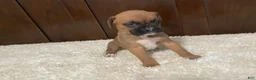 Boxer dogs for sale: Molly - Ad 4