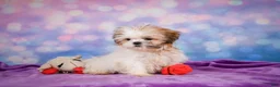 Shih Tzu dogs for sale: Bella - Ad 8