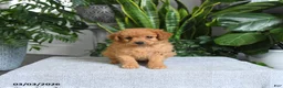 Mini Goldendoodle dogs for sale: Blossom - Ad 5