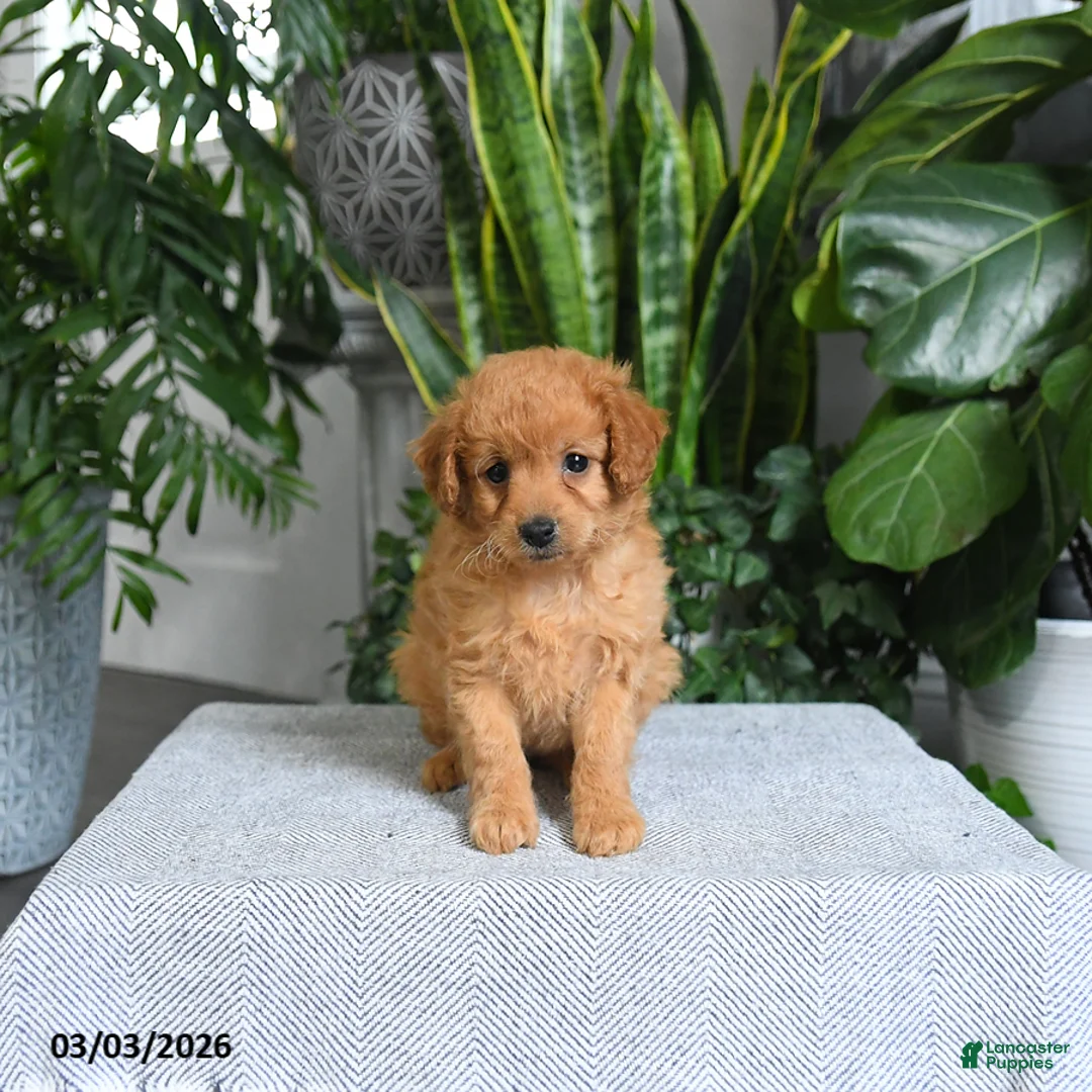 Mini Goldendoodle dogs for sale: Blossom - Ad 5